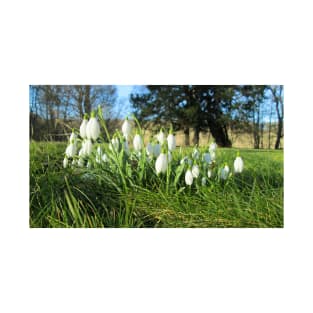 Snowdrops in the Afternoon Sun T-Shirt