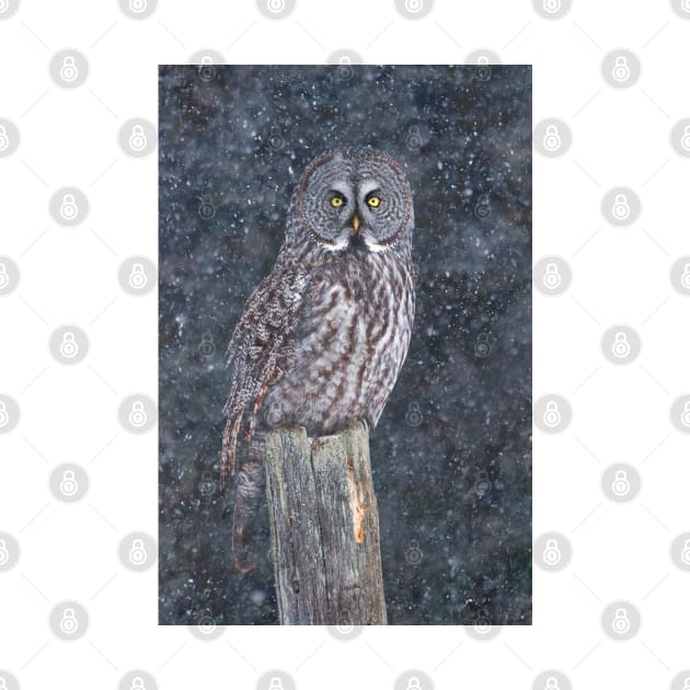 Great Grey Owl in Snow by Jim Cumming
