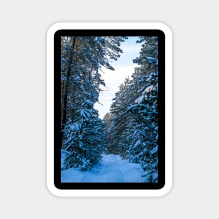 Winter landscape with snow-covered spruce forest. Magnet