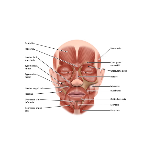 Face muscle anatomy, illustration (C046/1440) by SciencePhoto