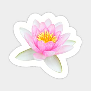 Pink lotus Magnet