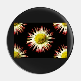 Daisies, Daisies Pin