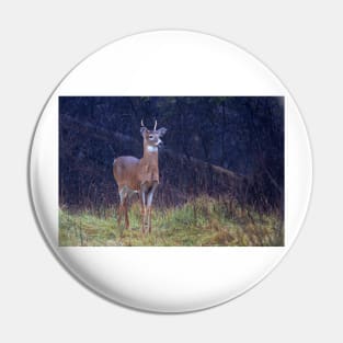 Young Royalty - White-tailed deer Pin