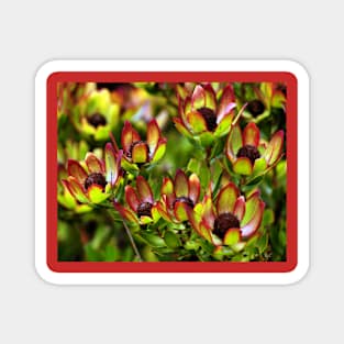 Flowers of the Fynbus, Table Mountain, South Africa Magnet