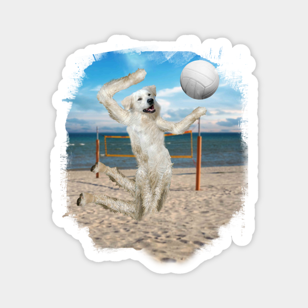 Golden Retriever Dog Playing Beach Volleyball Golden Retriever Dog