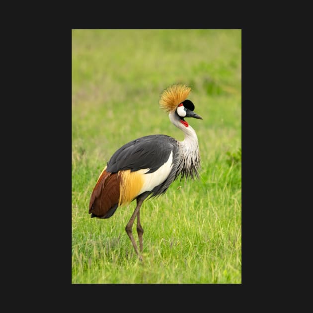 Crowned Crane by AndrewGoodall