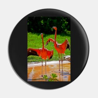 Flamingos welcome visitors of Xcaret Pin