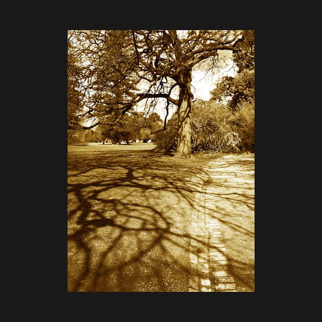 Tree shadows, Malvern by rozmcq