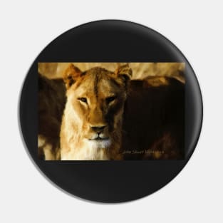 Lioness Pin