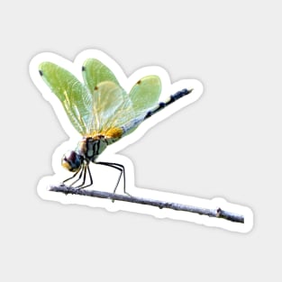 Dragonfly on a branch Magnet