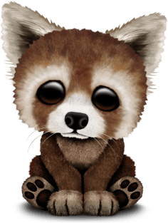 Cute Baby Red Panda Magnet