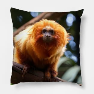 Golden Lion Tamarin Pillow