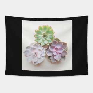 Succulent Trio Tapestry