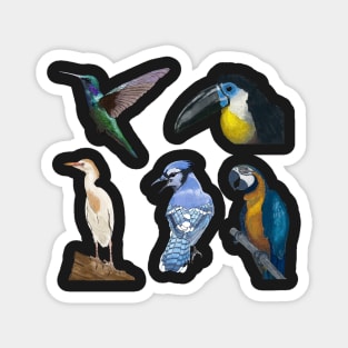 Five Bird Detailed Illustration Pack Magnet