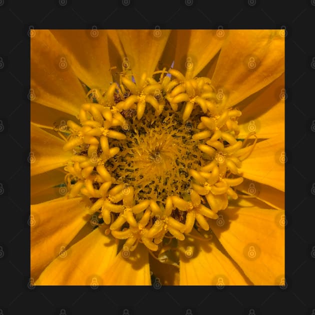 Heart Opening Yellow Golden Zinnia Burst by Photomersion