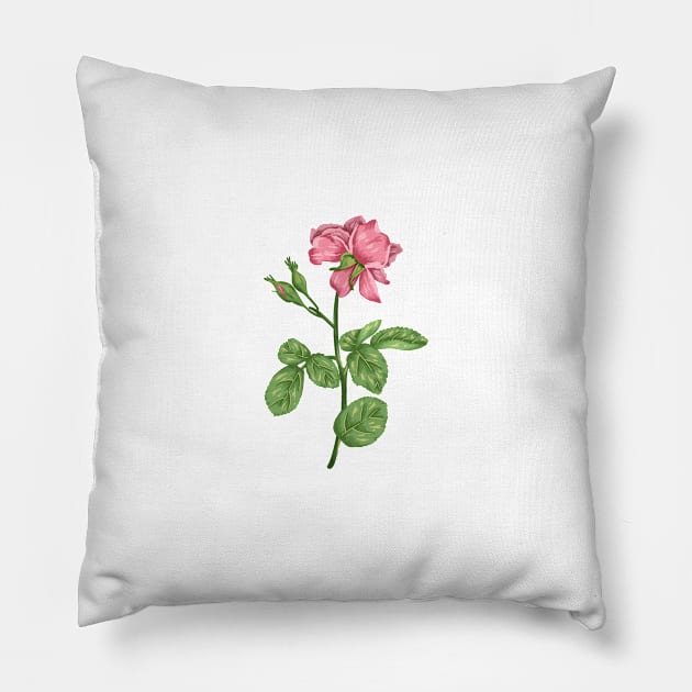 Pink Rose 1 Botanical Pillow by Salfiart