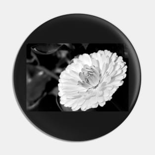 White blossoming chrysanth, black and white flower photography Pin