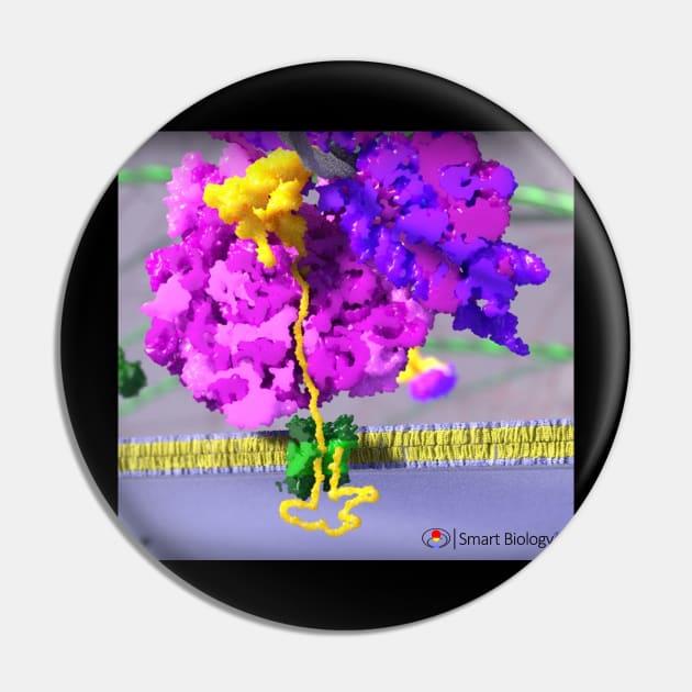 Ribosome Pin by Smart Biology