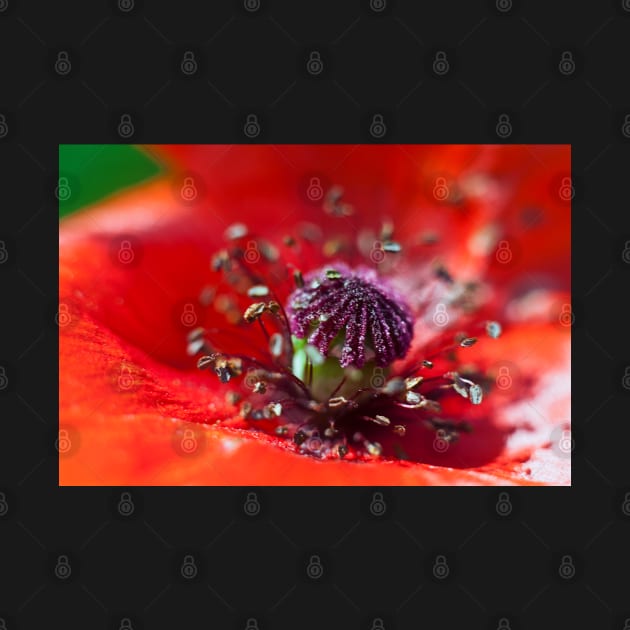 Heart of a Poppy macro by InspiraImage