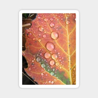 Autumn Leaf Magnet