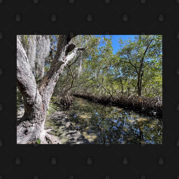 Mangroves and Stream by Sparkleweather