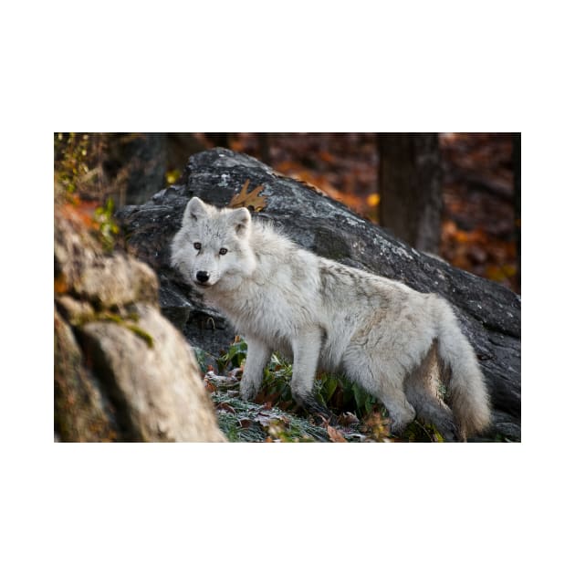 Arctic Wolf by jaydee1400