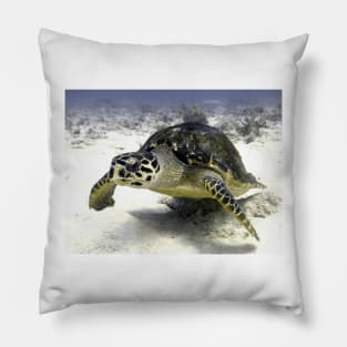 Caribbean Sea Turtle Pillow