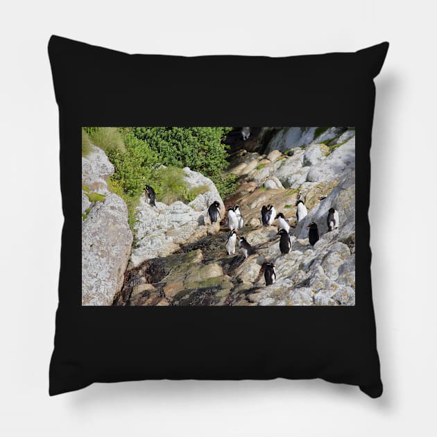 Snares Crested Penguins Pillow by Carole-Anne