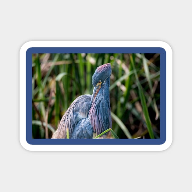 Tri-colored Heron Vibrant Beauty Magnet by Debra Martz