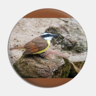 Great Kiskadee On The Rocks Pin