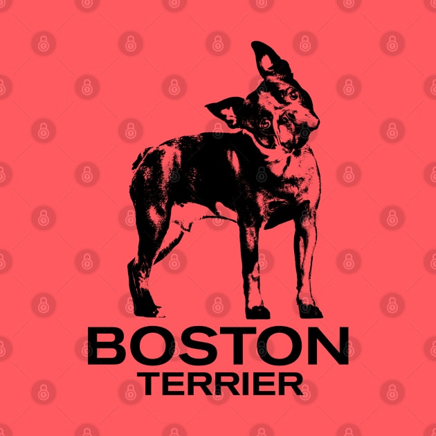 Boston Terrier by Nartissima