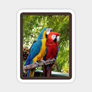 Love Birds Pair of Macaws Cuddling Magnet