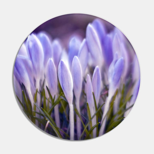 Violet Poetry of Spring Pin by SILVA_CAPITANA