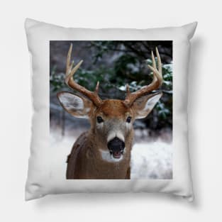 Play with me? White-tailed buck Pillow