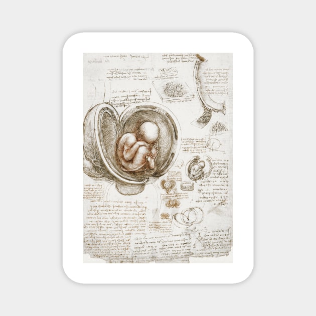 Studies of the Fetus in the Womb - Leonardo da Vinci Magnet by opptop