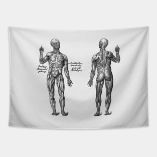 Arm Muscular System - Dual View - German Diagram - Vintage Anatomy Tapestry