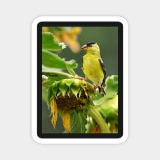 Goldfinch on sunflower Magnet