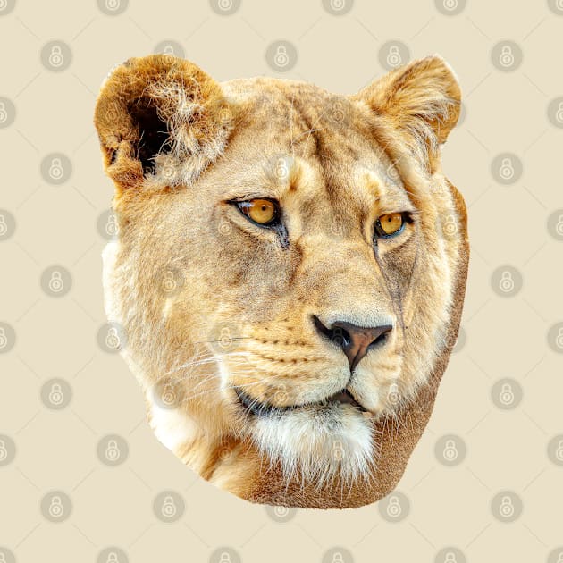 Lioness by dalyndigaital2@gmail.com