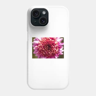 Close-up of pink powder puff dahlia Phone Case