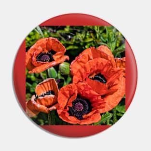 Blood Red Poppies (Square Crop) Pin