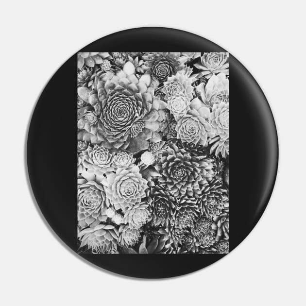 Succulent Plant Overhead Black and White Background Pin by visualspectrum