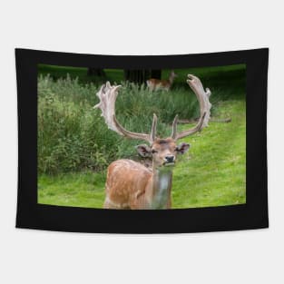 Fallow Deer with Antlers Tapestry