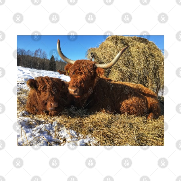 Scottish Highland Cattle Cow and Calf 1716 by SaarelaHighland