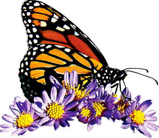 Monarch Butterfly on Purple Asters Magnet