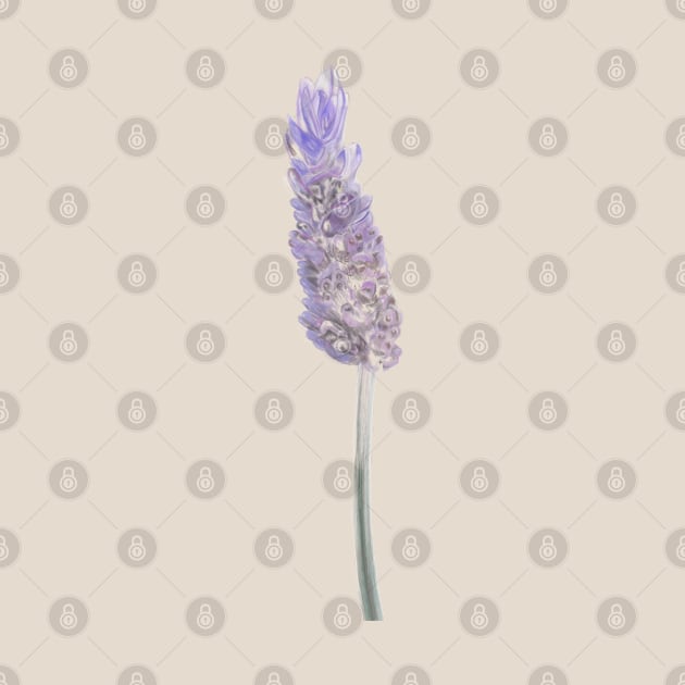 Lavender Flower Illustration by Deardarling