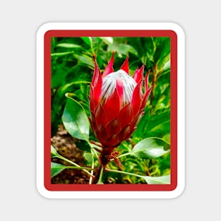 The King Protea Magnet