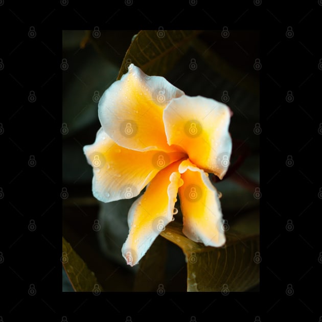 plumeria-flowers-frangipani-floral-blossom-petal-shirtyshirto-44 by Shirty.Shirto