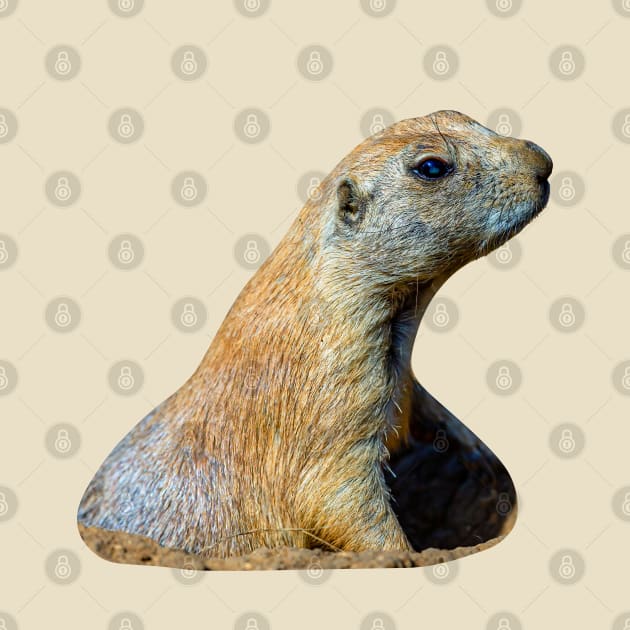 Prairie dog pop up by dalyndigaital2@gmail.com