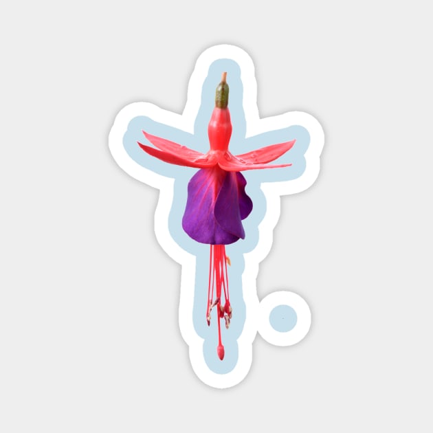 Fuchsia  FuchsiaBerry Magnet by chrisburrows