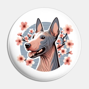 American Hairless Terrier Blooms with Spring Cherry Blossoms Pin